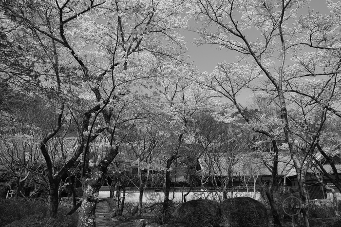 ペンタックス PENTAX K-3 III Monochrome ／ 京都 西京 大原野